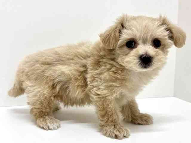 大阪府のマルプー(マルチーズ×プードル) (ひごペットフレンドリーくずはモール店/2026年1月4日生まれ/女の子/クリーム)の子犬の2枚目の画像