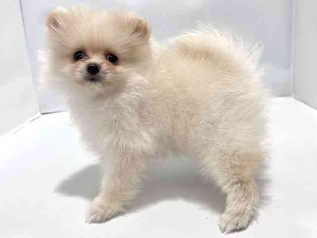大阪府のポメラニアン (ひごペットフレンドリーイズミヤショッピングセンター千里丘店/2026年1月3日生まれ/女の子/クリーム)の子犬の2枚目の画像