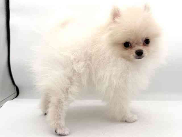 大阪府のポメラニアン (ひごペットフレンドリーイオンそよら海老江店/2026年1月3日生まれ/男の子/クリーム)の子犬の2枚目の画像