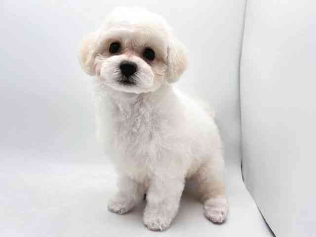 奈良県のビションフリーゼ (ひごペットフレンドリー田原本店/2025年12月20日生まれ/男の子/ホワイト)の子犬の2枚目の画像