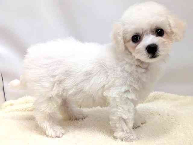 広島県のビションフリーゼ (ひごペットフレンドリーゆめタウン廿日市店/2025年12月26日生まれ/女の子/ホワイト)の子犬の2枚目の画像