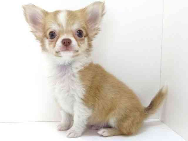 大阪府のチワワ(ロング) (ひごペットフレンドリーいこらもーる泉佐野店/2025年12月28日生まれ/男の子/レッドホワイト)の子犬の2枚目の画像