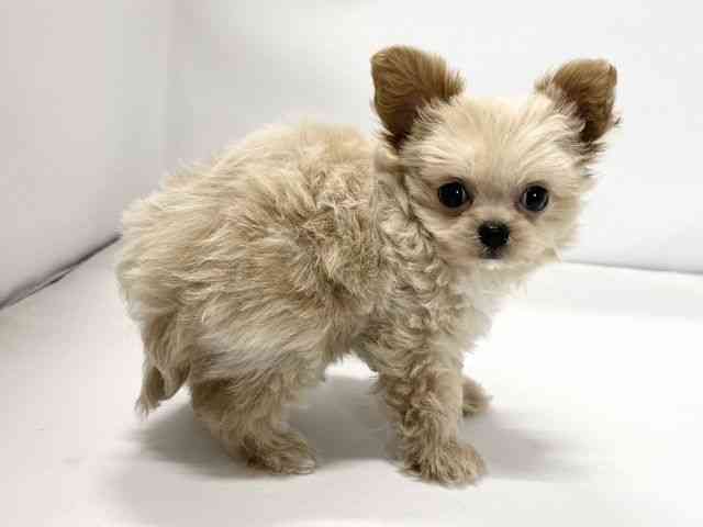 愛媛県のチワプー/プーチー(チワワ×プードル) (ひごペットフレンドリーイオンモール今治新都市店/2026年1月3日生まれ/男の子/クリームホワイト)の子犬の2枚目の画像