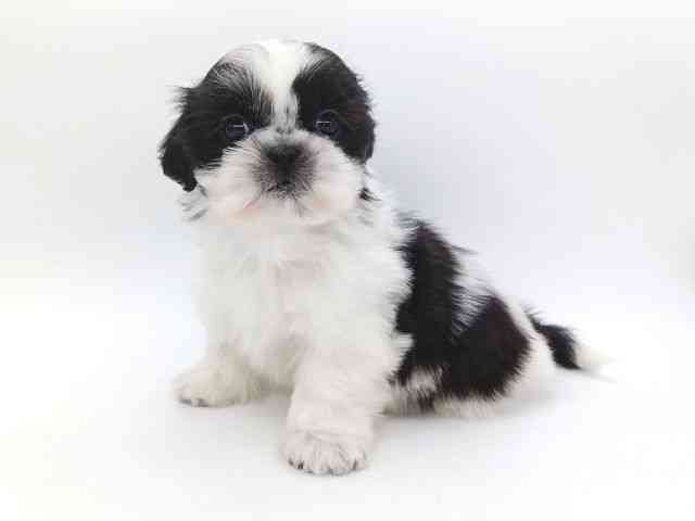 大阪府のシーズー (ひごペットフレンドリー泉ヶ丘店/2026年1月1日生まれ/女の子/ブラックホワイト)の子犬の2枚目の画像