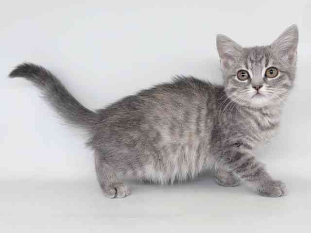 大阪府のマンチカン (ひごペットフレンドリー瓜破店/2026年1月10日生まれ/女の子/ブルーパッチドタビー)の子猫の2枚目の画像