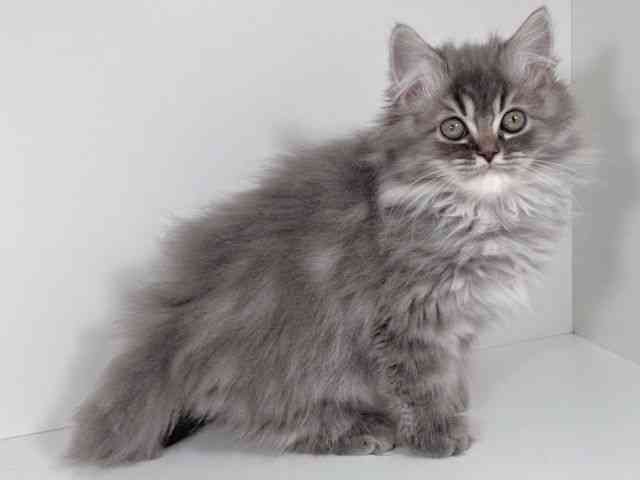 京都府のラガマフィン (ひごペットフレンドリーイズミヤショッピングセンター八幡店/2026年1月10日生まれ/男の子/ブルー)の子猫の2枚目の画像