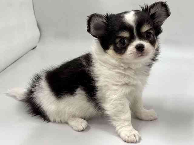 京都府のチワワ(ロング) (ひごペットフレンドリー京都店/2026年1月10日生まれ/男の子/ブラックタンホワイト)の子犬の2枚目の画像