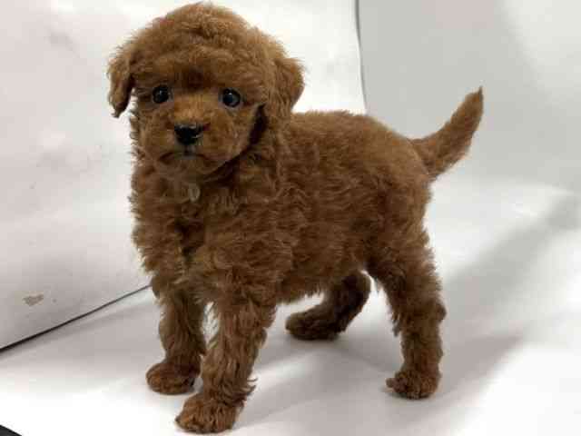 京都府のトイプードル(トイ) (ひごペットフレンドリー京都店/2026年1月11日生まれ/女の子/レッド)の子犬の2枚目の画像