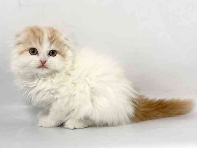 京都府のスコティッシュフォールド (ひごペットフレンドリー京都店/2026年1月10日生まれ/女の子/レッドタビーホワイト)の子猫の2枚目の画像