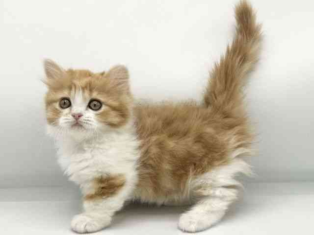 大阪府のミヌエット (ひごペットフレンドリーららぽーとEXPOCITY店/2026年1月6日生まれ/女の子/レッドタビーホワイト)の子猫の2枚目の画像