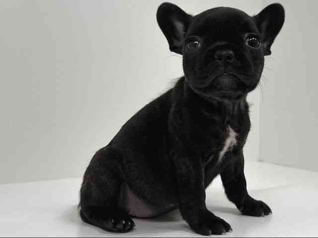 福岡県のフレンチブルドッグ (ひごペットフレンドリーリバーウォーク北九州店/2026年1月11日生まれ/女の子/ブリンドル)の子犬の2枚目の画像