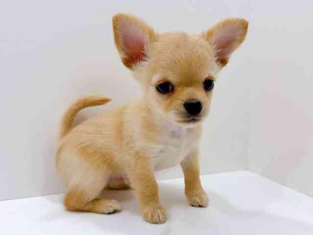 広島県のチワワ(ロング) (ひごペットフレンドリーフジグラン神辺店/2026年1月10日生まれ/男の子/クリーム)の子犬の2枚目の画像