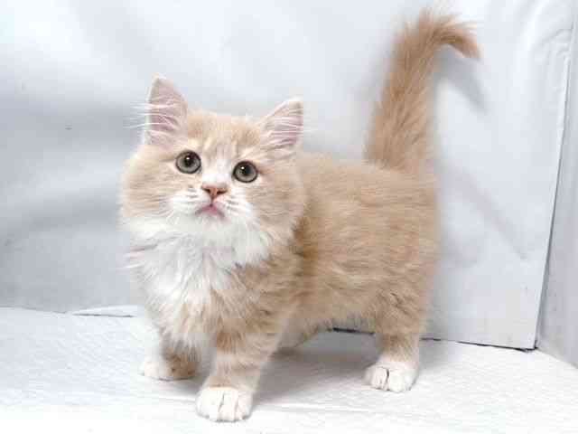 大阪府のマンチカン (ひごペットフレンドリー堺プラットプラット店/2026年1月9日生まれ/男の子/クリームタビーホワイト)の子猫の2枚目の画像