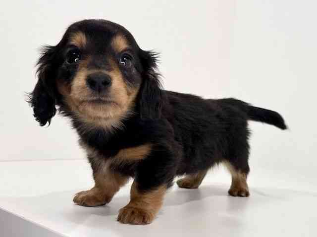 兵庫県のカニンヘンダックスフンド(ロング) (ひごペットフレンドリーイトーヨーカドー明石店/2026年1月9日生まれ/女の子/ブラックタン)の子犬の2枚目の画像