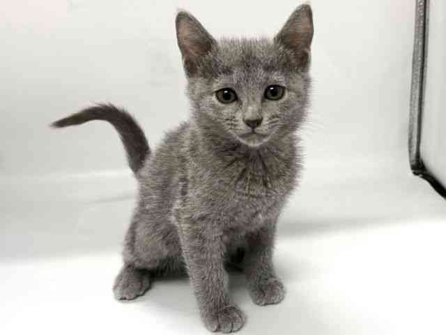京都府のロシアンブルー (ひごペットフレンドリー京都店/2026年1月3日生まれ/女の子/ブルー)の子猫の2枚目の画像