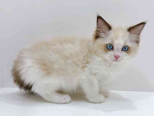 広島県のラグドール (ひごペットフレンドリーフジグラン神辺店/2026年1月8日生まれ/女の子/シールポイントバイカラー)の子猫の2枚目の画像