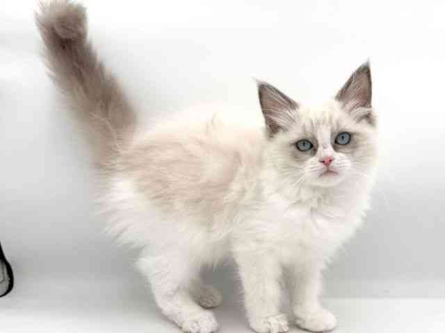 大阪府のラグドール (ひごペットフレンドリーイオンそよら海老江店/2026年1月8日生まれ/女の子/ブルーポイントバイカラー)の子猫の2枚目の画像