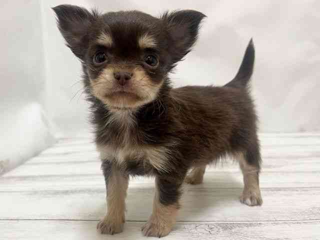 和歌山県のチワワ(ロング) (ひごペットフレンドリーパームシティ和歌山店/2026年1月10日生まれ/男の子/チョコレートタン)の子犬の2枚目の画像