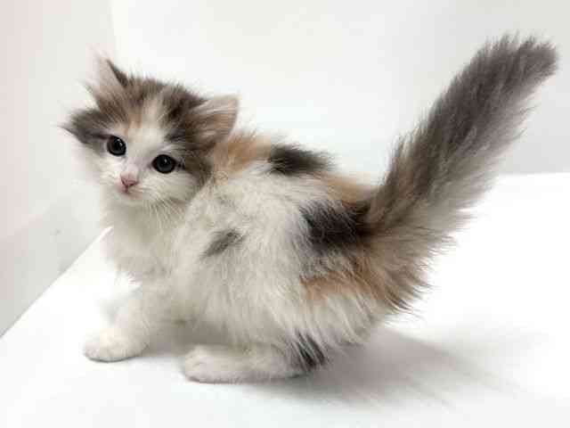 大阪府のノルウェージャンフォレストキャット (ひごペットフレンドリーアクロスプラザ住之江店/2026年1月10日生まれ/女の子/ダイリュートキャリコ)の子猫の2枚目の画像