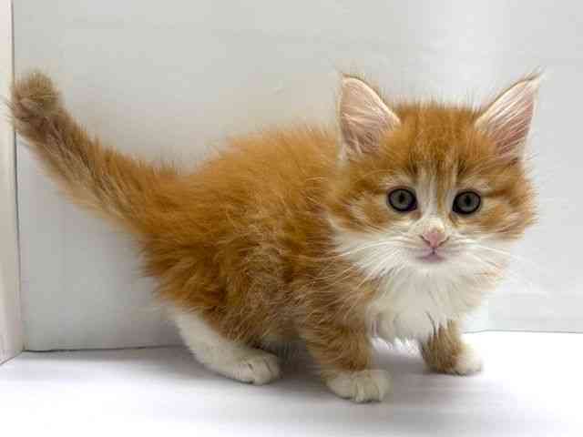 大阪府のノルウェージャンフォレストキャット (ひごペットフレンドリーベルファⅡ都島店/2026年1月10日生まれ/女の子/レッドタビーホワイト)の子猫の2枚目の画像