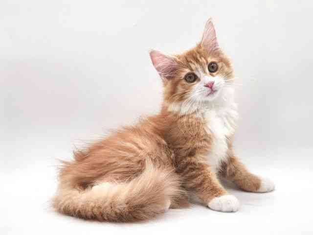 大阪府のノルウェージャンフォレストキャット (ひごペットフレンドリー泉ヶ丘店/2026年1月10日生まれ/女の子/レッドタビーホワイト)の子猫の2枚目の画像