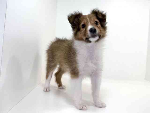 兵庫県のシェットランドシープドッグ (ひごペットフレンドリーイトーヨーカドー明石店/2025年12月30日生まれ/女の子/セーブルホワイト)の子犬の2枚目の画像