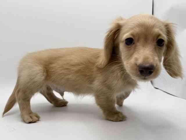 大阪府のミニチュアダックスフンド(ロング) (ひごペットフレンドリーみのおキューズモール店/2026年1月10日生まれ/男の子/イエロー)の子犬の2枚目の画像