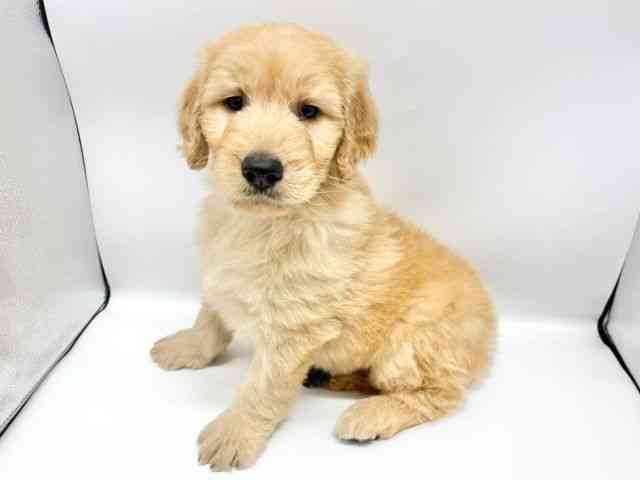 大阪府のゴールデンドゥードゥル(ゴールデン×プードル) (ひごペットフレンドリーイオンタウン豊中庄内店/2026年1月10日生まれ/男の子/クリーム)の子犬の2枚目の画像