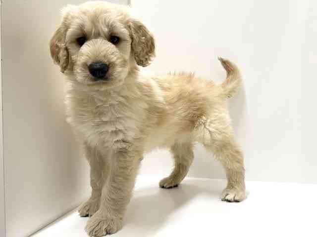 愛知県のゴールデンドゥードゥル(ゴールデン×プードル) (ひごペットフレンドリーららぽーと名古屋みなとアクルス店/2026年1月10日生まれ/男の子/クリーム)の子犬の2枚目の画像