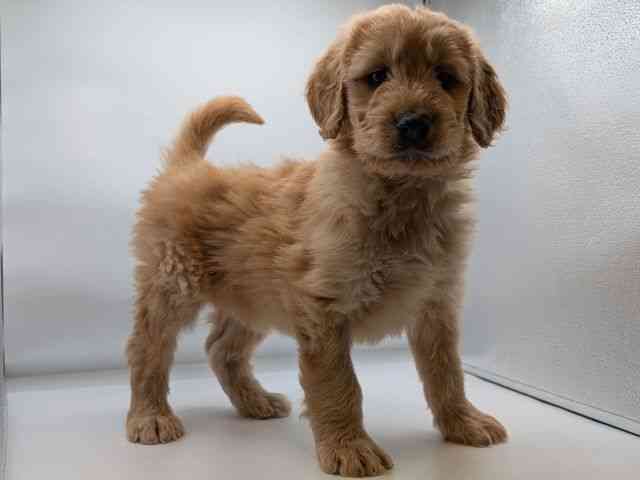 香川県のゴールデンドゥードゥル(ゴールデン×プードル) (ひごペットフレンドリーゆめタウン高松店/2026年1月10日生まれ/男の子/クリーム)の子犬の2枚目の画像