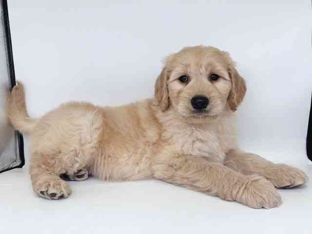 大阪府のゴールデンドゥードゥル(ゴールデン×プードル) (ひごペットフレンドリー瓜破店/2026年1月10日生まれ/男の子/クリーム)の子犬の2枚目の画像