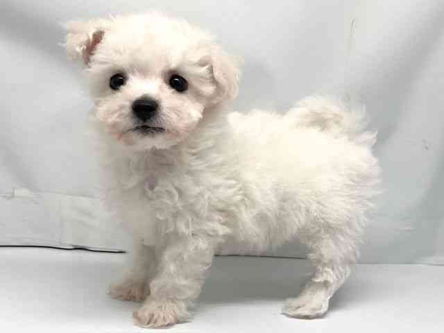 京都府のビションフリーゼ (ひごペットフレンドリー洛北阪急スクエア店/2026年1月10日生まれ/男の子/ホワイト)の子犬の2枚目の画像