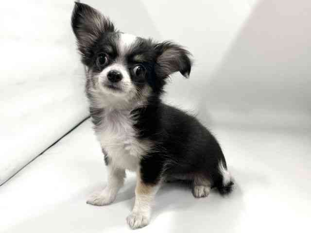 京都府のチワワ(ロング) (ひごペットフレンドリー京都店/2026年1月10日生まれ/女の子/ブラックホワイト)の子犬の2枚目の画像