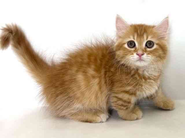 大阪府のミヌエット (ひごペットフレンドリーアクロスプラザ住之江店/2026年1月5日生まれ/男の子/レッドタビーホワイト)の子猫の2枚目の画像