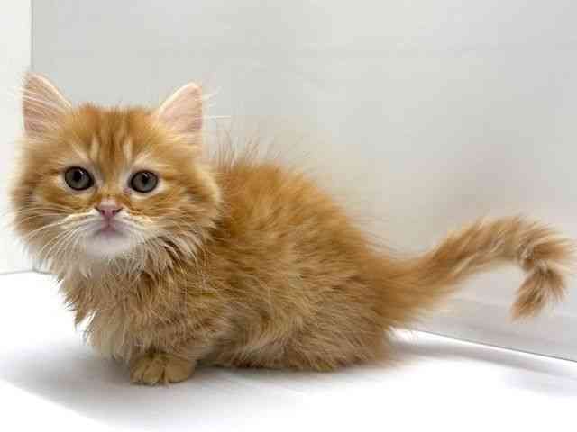 大阪府のミヌエット (ひごペットフレンドリーベルファⅡ都島店/2026年1月5日生まれ/女の子/レッドタビーホワイト)の子猫の2枚目の画像