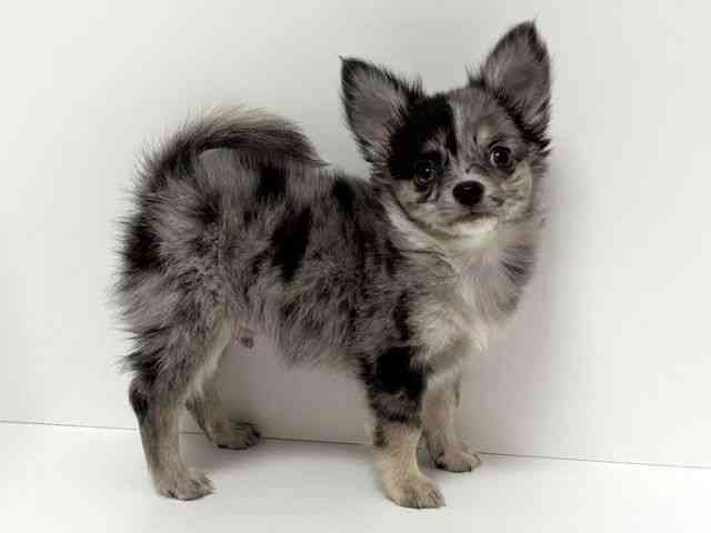 愛知県のチワワ(ロング) (ひごペットフレンドリーイトーヨーカドー知多店/2026年1月10日生まれ/男の子/ブルーマール)の子犬の2枚目の画像