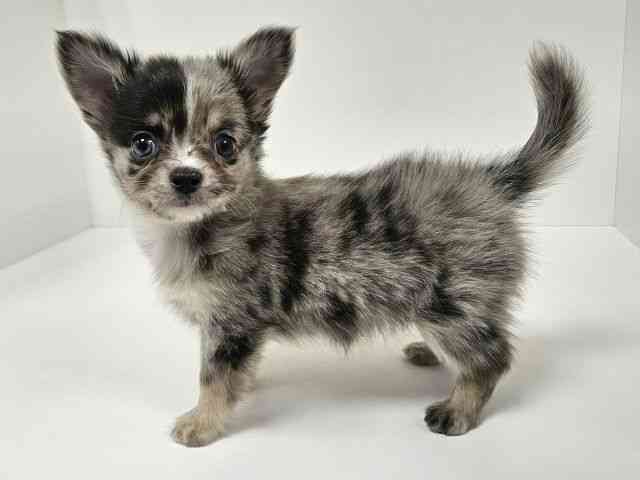 愛知県のチワワ(ロング) (ひごペットフレンドリーイトーヨーカドー知多店/2026年1月10日生まれ/男の子/ブルーマール)の子犬の2枚目の画像