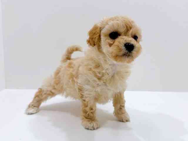 広島県のマルプー(マルチーズ×プードル) (ひごペットフレンドリーフジグラン神辺店/2026年1月10日生まれ/女の子/クリーム)の子犬の2枚目の画像