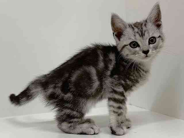 福岡県のアメリカンショートヘアー (ひごペットフレンドリーリバーウォーク北九州店/2026年1月4日生まれ/女の子/シルバータビー)の子猫の2枚目の画像