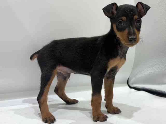 愛知県のミニチュアピンシャー (ひごペットフレンドリーヴィアモール アピタ江南西店/2026年1月11日生まれ/男の子/ブラックタン)の子犬の2枚目の画像