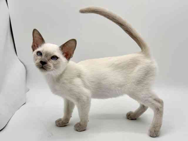 大阪府のトンキニーズ (ひごペットフレンドリーみのおキューズモール店/2026年1月9日生まれ/女の子/プラチナポイント)の子猫の2枚目の画像