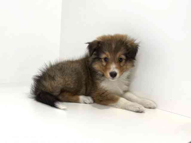 兵庫県のシェットランドシープドッグ (ひごペットフレンドリーイトーヨーカドー明石店/2026年1月10日生まれ/女の子/セーブルホワイト)の子犬の2枚目の画像