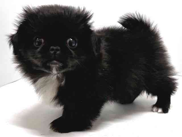 奈良県のペキニーズ (ひごペットフレンドリー奈良パワーシティ店/2026年1月10日生まれ/男の子/ブラックホワイト)の子犬の2枚目の画像