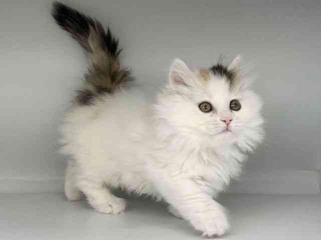 徳島県のマンチカン (ひごペットフレンドリーゆめタウン徳島店/2026年1月9日生まれ/女の子/ブラウンパッチドタビーホワイト)の子猫の2枚目の画像