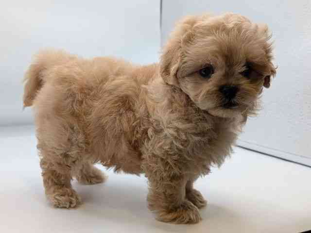 香川県のペキプー(ペキニーズ×プードル) (ひごペットフレンドリーゆめタウン高松店/2026年1月8日生まれ/女の子/アプリコット)の子犬の2枚目の画像