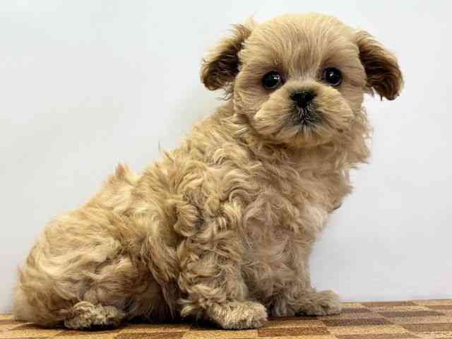 愛媛県のペキプー(ペキニーズ×プードル) (ひごペットフレンドリーエミフルMASAKI店/2026年1月8日生まれ/女の子/アプリコット)の子犬の2枚目の画像