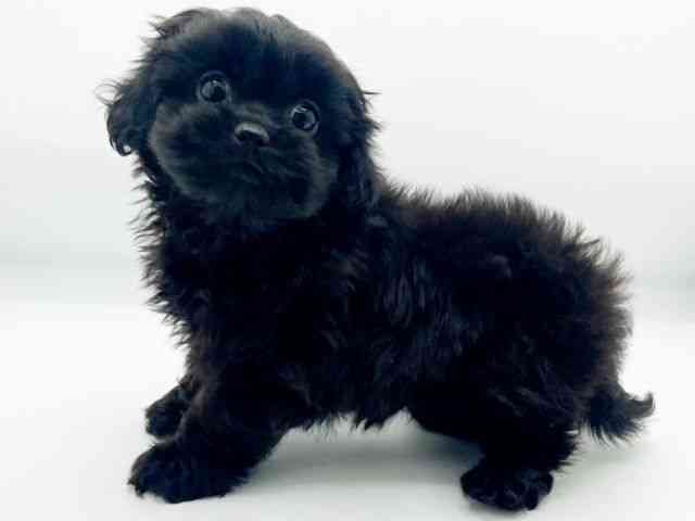 兵庫県のペキプー(ペキニーズ×プードル) (ひごペットフレンドリーコロワ甲子園店/2026年1月8日生まれ/女の子/ブラック)の子犬の2枚目の画像