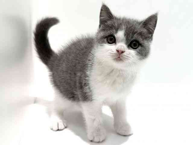 大阪府のブリティッシュショートヘアー (ひごペットフレンドリーイオン高槻店/2026年1月10日生まれ/男の子/ブルーホワイト)の子猫の2枚目の画像