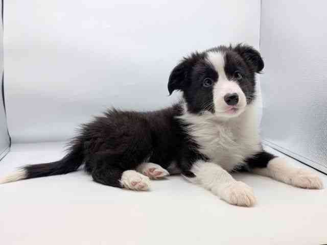 香川県のボーダーコリー (ひごペットフレンドリーゆめタウン高松店/2026年1月10日生まれ/男の子/ブラックホワイト)の子犬の2枚目の画像