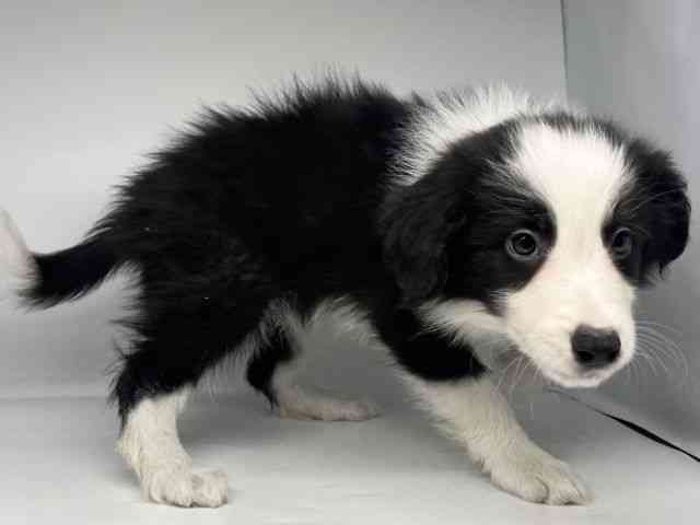 徳島県のボーダーコリー (ひごペットフレンドリーゆめタウン徳島店/2026年1月10日生まれ/男の子/ブラックホワイト)の子犬の2枚目の画像